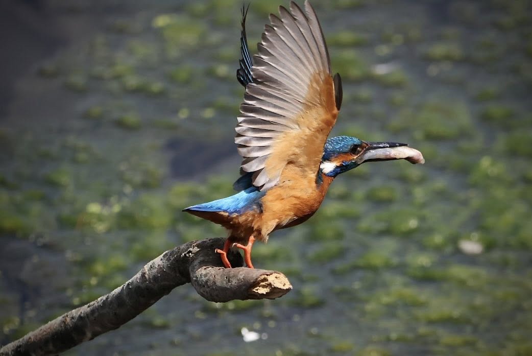 IJsvogel in actie - Hans Hooffies