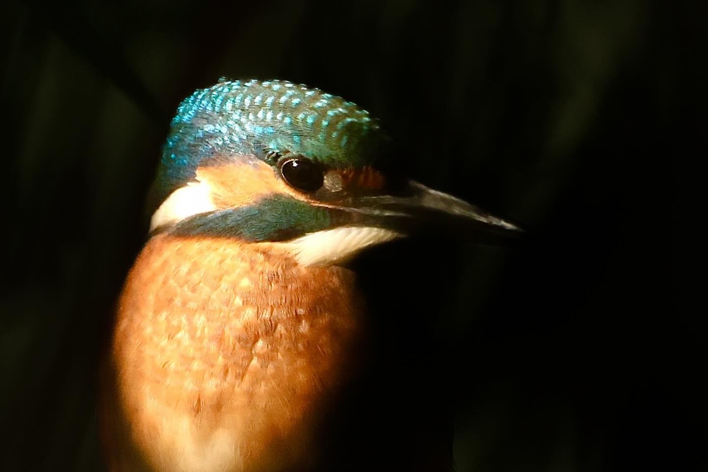 Detailfoto ijsvogel - Hans Hooffies